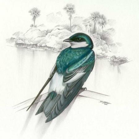Hirondelle